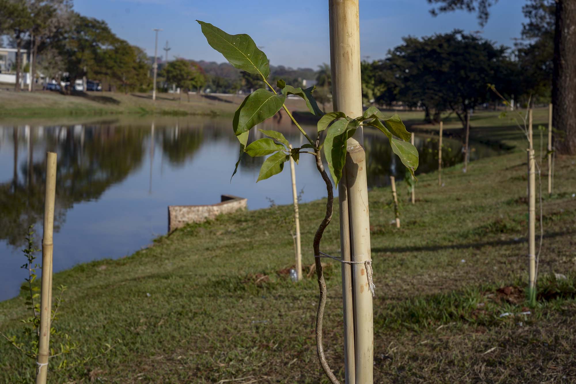 Região Dos Lagos Recebe O Plantio De 100 Mudas De árvores Nativas E Frutíferas Barretos News 4262